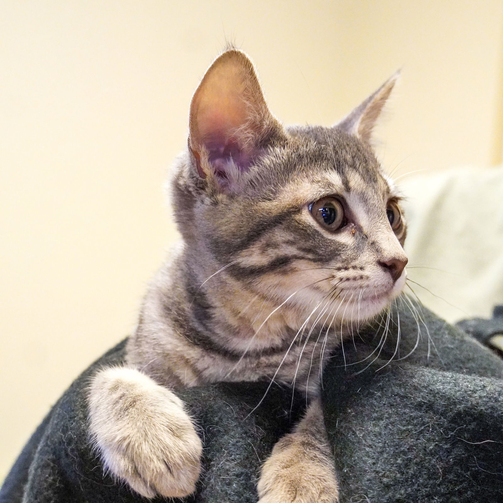 adoptable Cat in SF, NM named Quinn