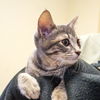 adoptable Cat in sf, NM named Quinn
