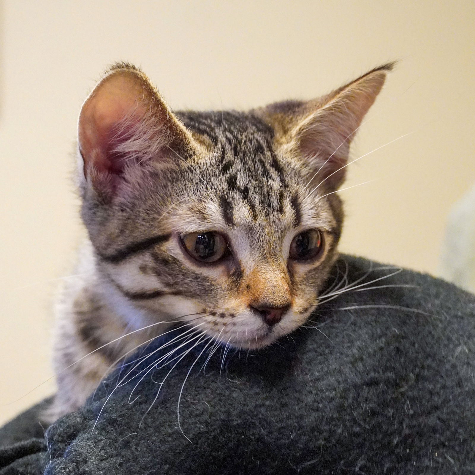adoptable Cat in SF, NM named Stacy