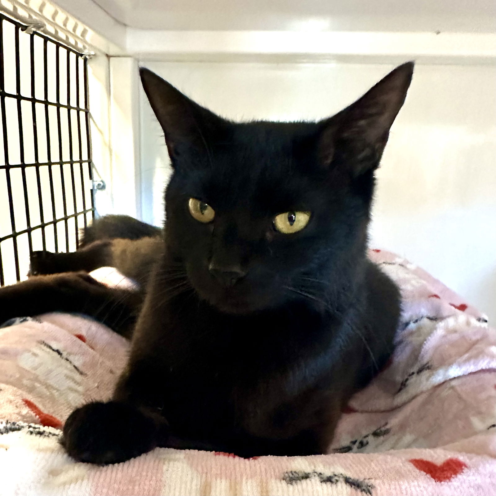 adoptable Cat in SF, NM named Snowflake