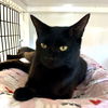 adoptable Cat in sf, NM named Snowflake