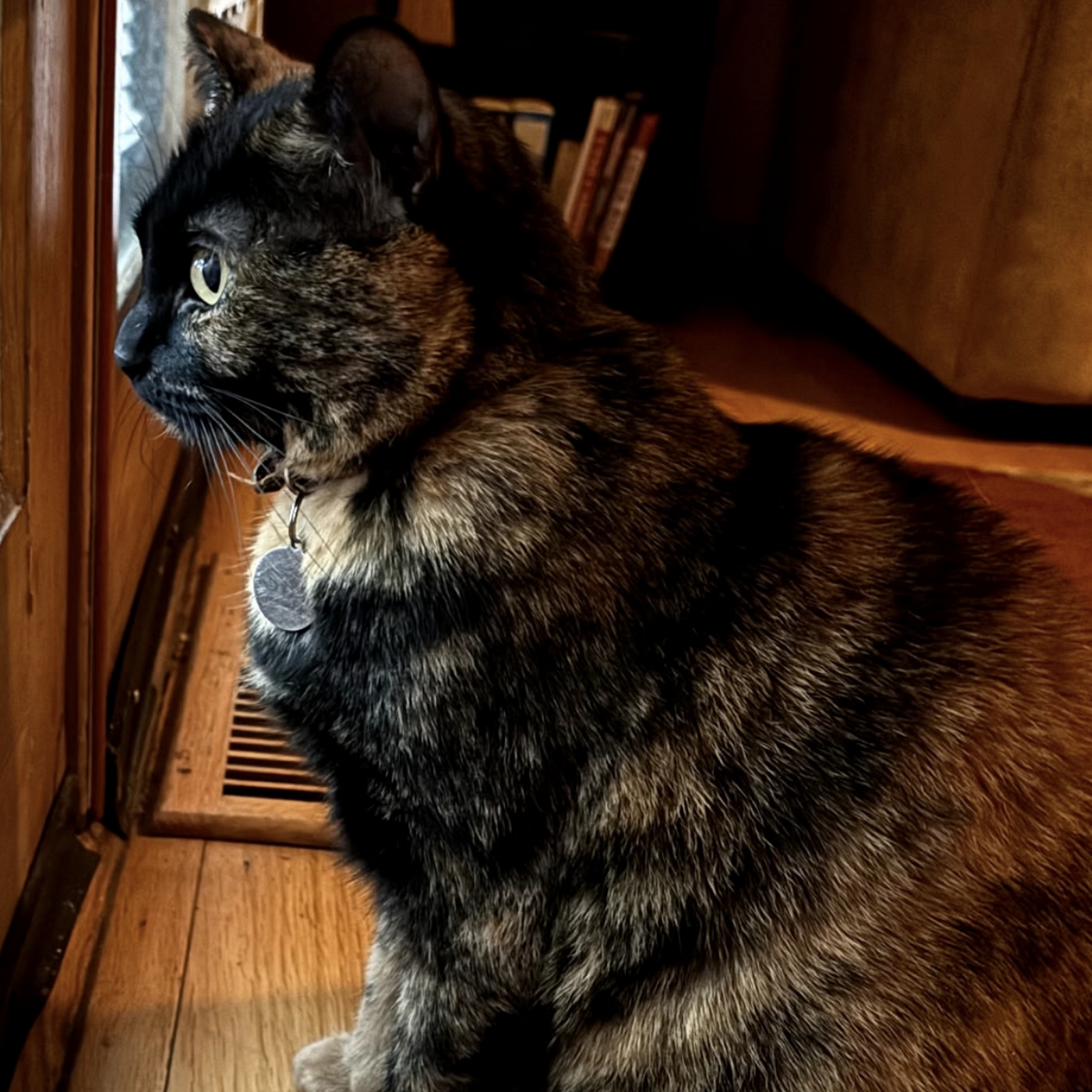 adoptable Cat in SF, NM named Sylvie