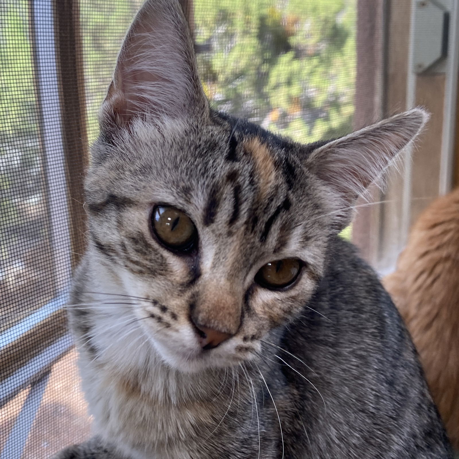 adoptable Cat in SF, NM named Eiger
