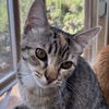 adoptable Cat in sf, NM named Eiger