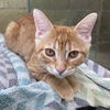 adoptable Cat in sf, NM named Roe