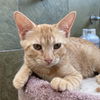 adoptable Cat in sf, NM named Uni