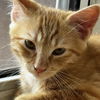 adoptable Cat in sf, NM named Panko