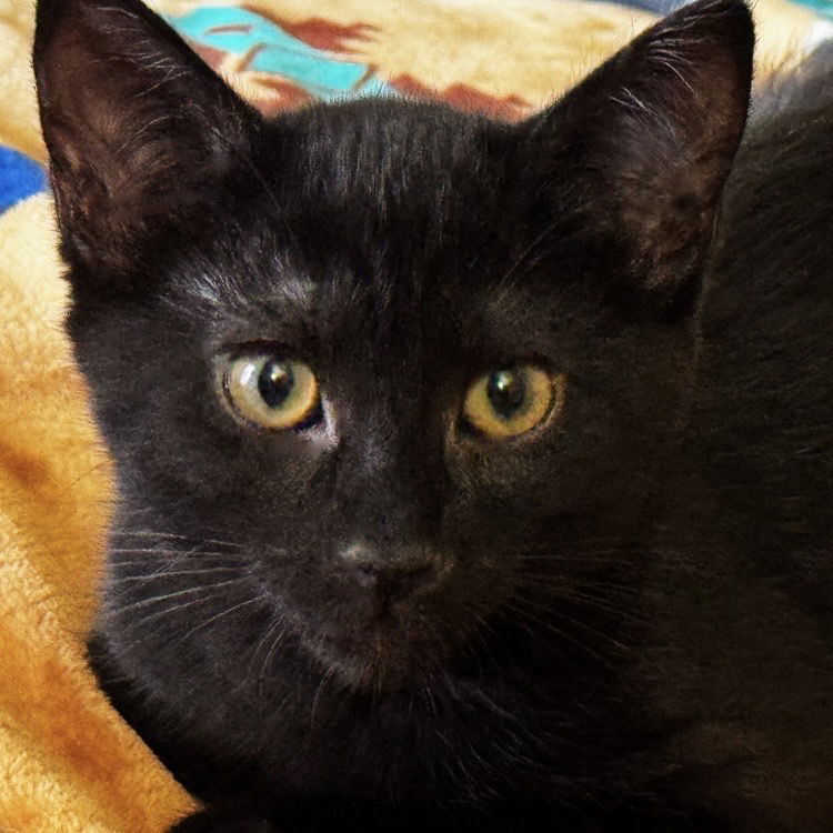 adoptable Cat in SF, NM named Nori