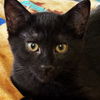 adoptable Cat in sf, NM named Nori