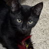 adoptable Cat in sf, NM named Shoyu