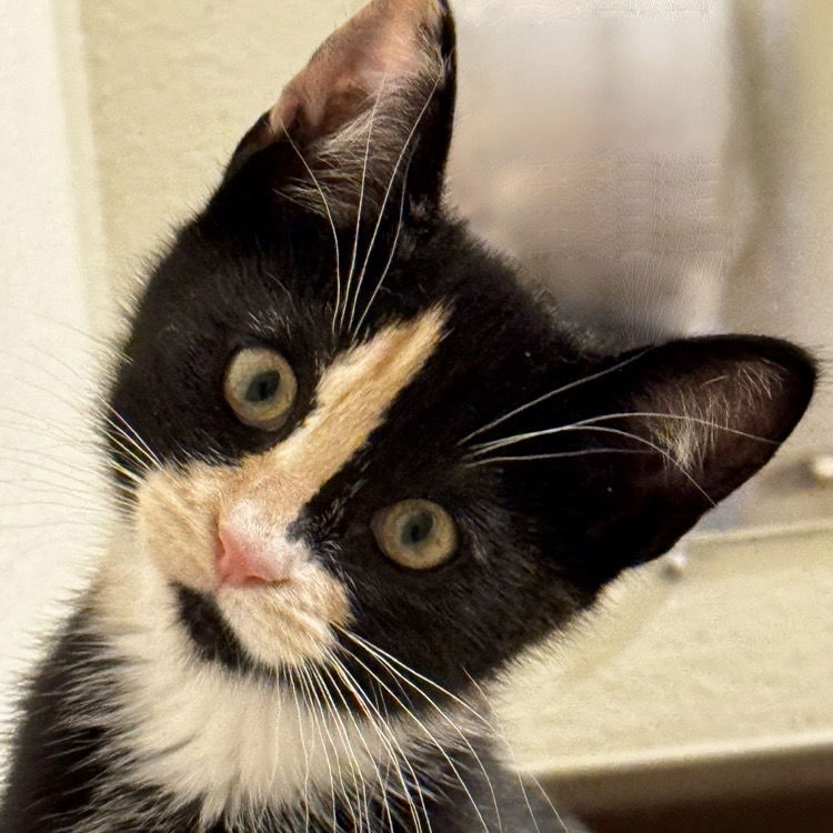 adoptable Cat in SF, NM named Soba