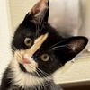 adoptable Cat in sf, NM named Soba