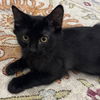 adoptable Cat in  named Morpheus
