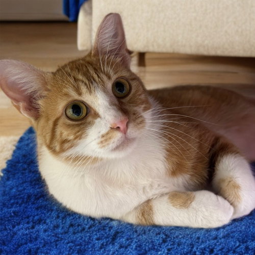 picture of the cat needing adoption