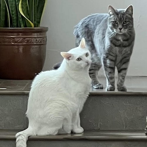picture of the cat needing adoption