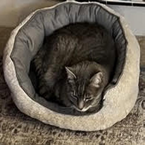 DUCKY (AND MONKEY) - Domestic Short Hair available for adoption