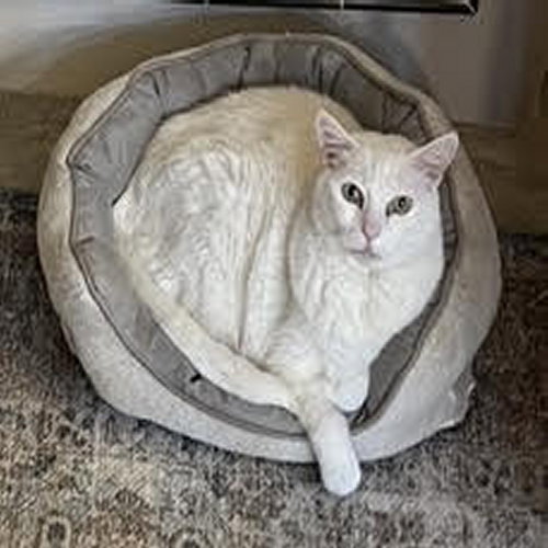 MONKEY (AND DUCKY) - Domestic Short Hair available for adoption