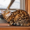 Savara - Photo 3