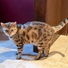 Isosceles - Photo 4
