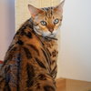 Isosceles - Photo 1