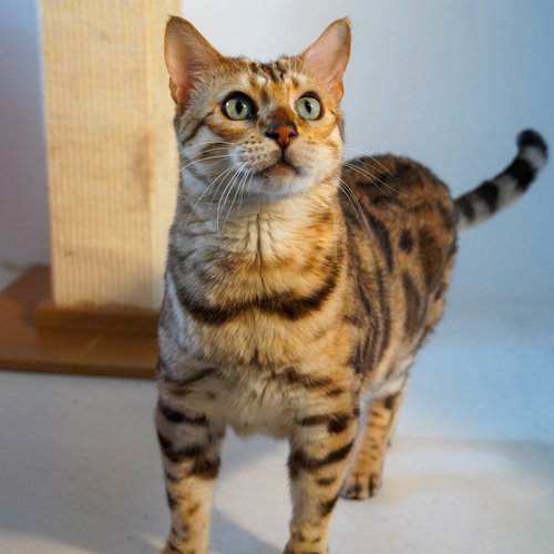 ISOSCELES - Bengal available for adoption