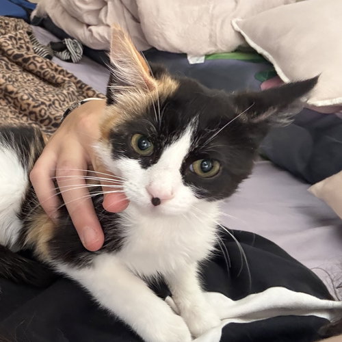 picture of the cat needing adoption