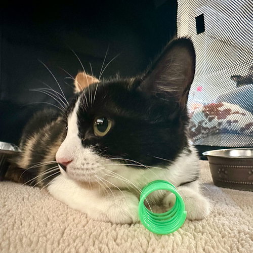 picture of the cat needing adoption