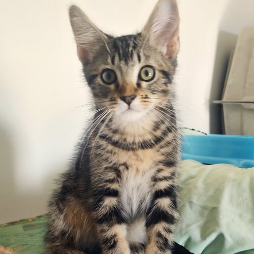 picture of the cat needing adoption