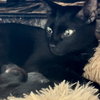 Squeaky G - Photo 2
