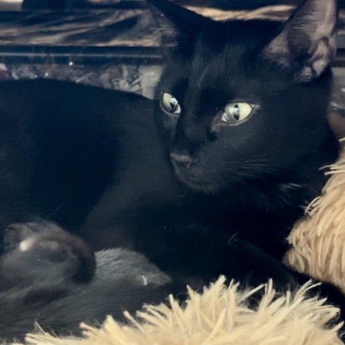 SQUEAKY G - Domestic Short Hair available for adoption