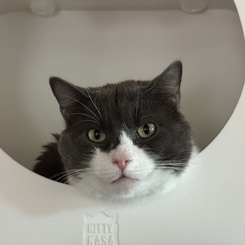 MAJIN - Domestic Short Hair available for adoption