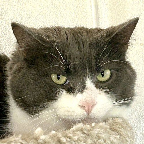 MAJIN - Domestic Short Hair available for adoption