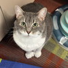 Grey - Photo 2