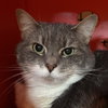 Grey - Photo 3