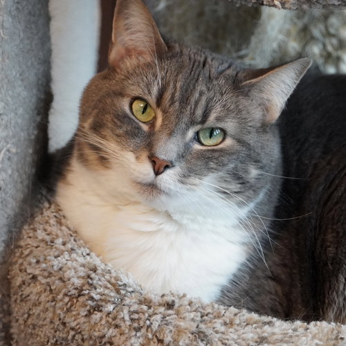 picture of the cat needing adoption