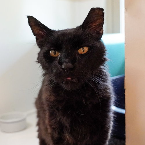 picture of the cat needing adoption