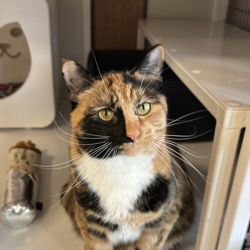 LAMY - Domestic Short Hair available for adoption