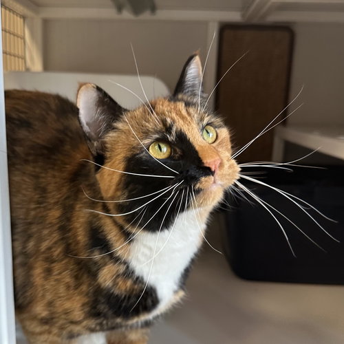 LAMY - Domestic Short Hair available for adoption