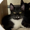 Harper Lee [Permanent Foster] - Photo 1