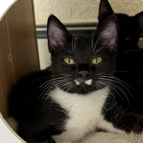 picture of the cat needing adoption