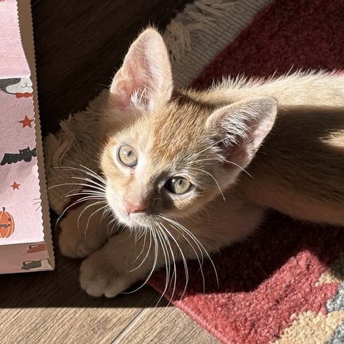 picture of the cat needing adoption
