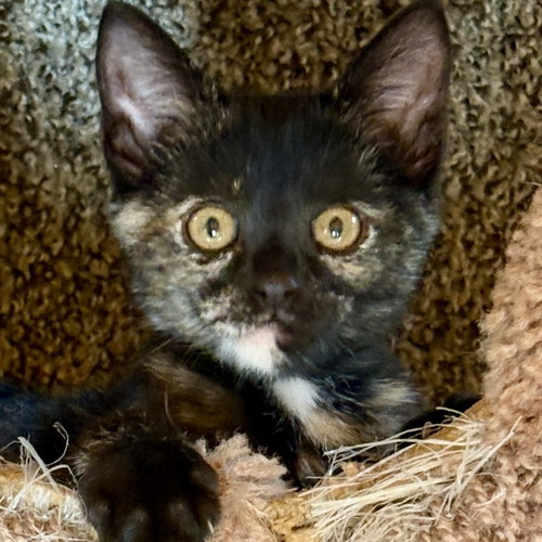 picture of the cat needing adoption