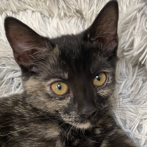 picture of the cat needing adoption