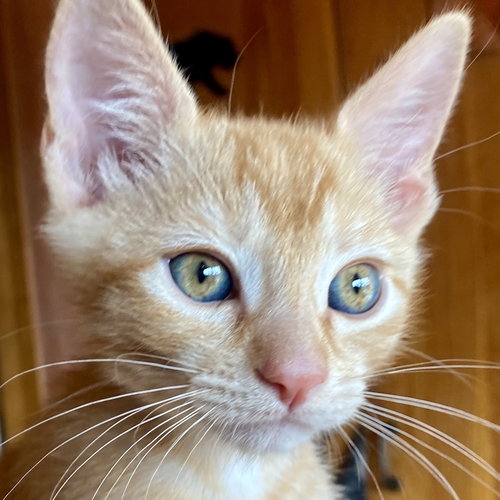 picture of the cat needing adoption