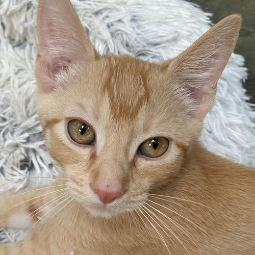 picture of the cat needing adoption