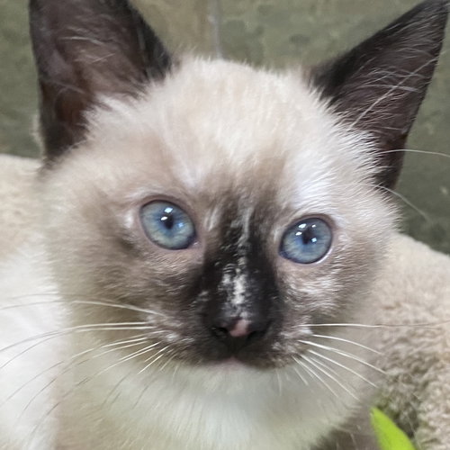 picture of the cat needing adoption