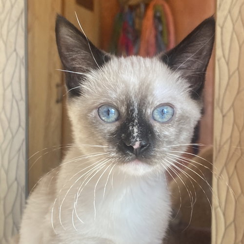 picture of the cat needing adoption