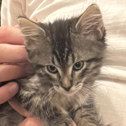 picture of the cat needing adoption