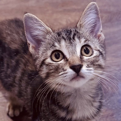 picture of the cat needing adoption