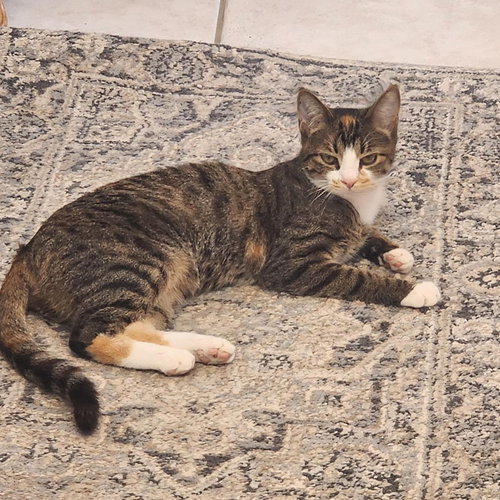 picture of the cat needing adoption